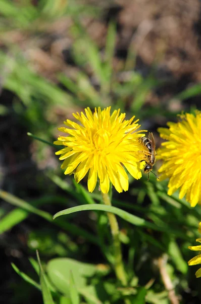 Pissenlit Jaune Frais Parmi Les Lames Herbe Verte Pelouse Pétales — Photo