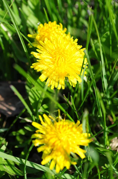 Puszyste Żółte Płatki Kwiatów Mniszka Lekarskiego Wśród Źdźbła Zielonej Trawy — Zdjęcie stockowe