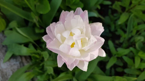 Bloem Tuin Ongebruikelijke Variatie Van Tulpenbloem Lijkt Pioenachtige Bloemblaadjes Bovenaanzicht — Stockfoto