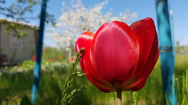 Red tulip in the garden. Bright red tulip flower in the grass on blurry background and blue sky. Vibrant color spring scene with blooming tulip closeup. Single flower of red tulip macro.