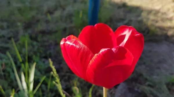 Bright Red Tulip Closeup Dark Blurry Background Vibrant Color Petals — Stock Photo, Image