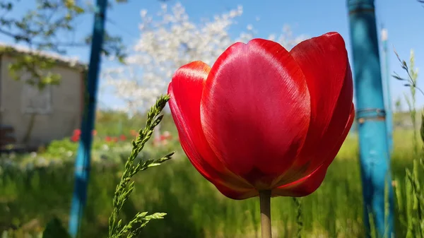 Red tulips on background of blue sky. Vibrant red tulip flower in the grass on blurry background and blue sky. Vibrant color spring scene with blooming tulip closeup. Single flower of red tulip macro.