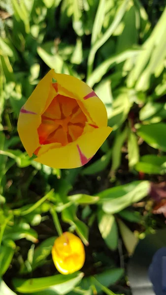 Flor Naranja Sobre Fondo Verde Flores Amarillas Tulipán Sobre Fondo —  Fotos de Stock