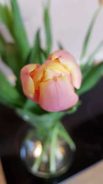 Foco Suave Flor Tulipa Rosa Closeup Com Fundo Borrado Buquê — Fotografia de Stock