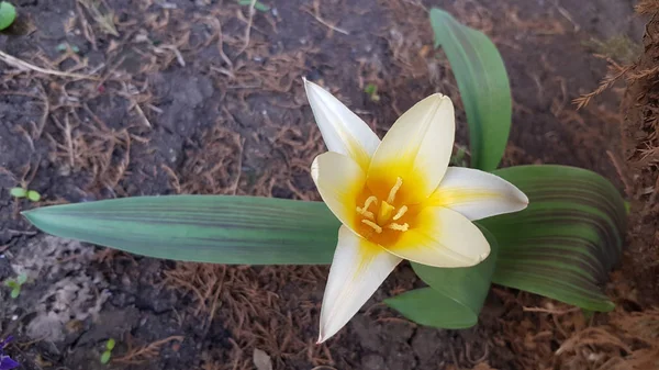 Gul Blomma Trädgården Direkt Ovanför Skott Vit Tulpan Blomma Med — Stockfoto