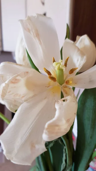 Flor Murcha Close Desbotamento Tulipa Flor Com Centro Amarelo Branco — Fotografia de Stock