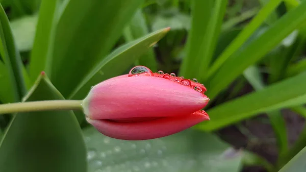 Flor Tulipa Vermelha Rosa Forma Longa Com Gotas Água Transparentes — Fotografia de Stock