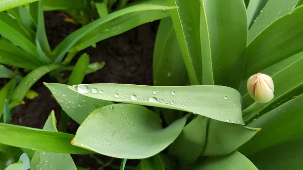 Groene Bladeren Van Planten Natte Oppervlakte Van Verse Groene Tulpenbladeren — Stockfoto