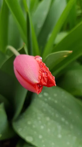 Tulipa Vermelha Jardim Forma Delicada Flor Tulipa Vermelha Botão Coberto — Fotografia de Stock