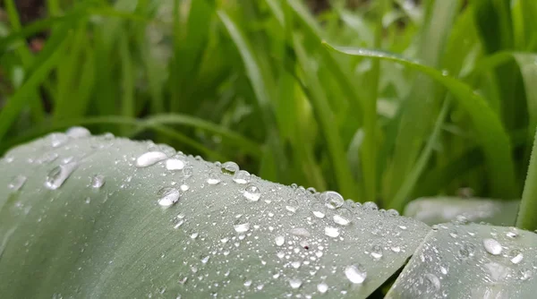 Gotas Água Folha Verde Superfície Molhada Folhas Tulipas Verdes Frescas — Fotografia de Stock