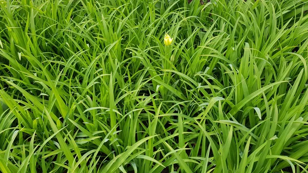 水滴と緑の草 春の芝生の新鮮な緑の草 草の豪華なブレード すべての緑の自然背景 植物のハーブ模様のテクスチャ — ストック写真