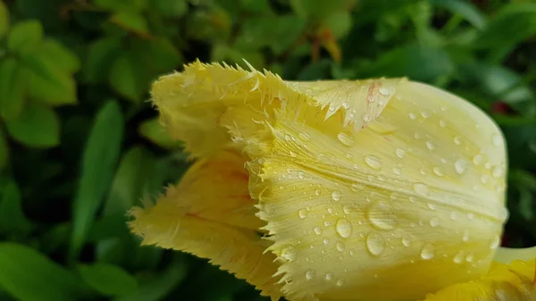 Yellow Flower Water Drops Closeup Yellow Tulip Petals Terry Edges — Stock Photo, Image