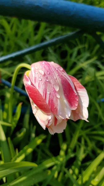 Gotas Água Transparentes Pétalas Flor Tulipa Rosa Com Fundo Verde — Fotografia de Stock