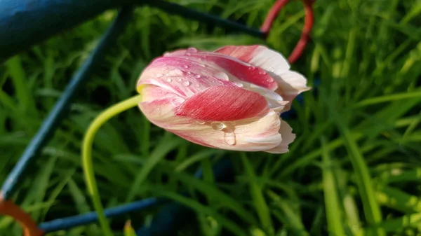 Gouttes Eau Transparentes Sur Les Pétales Fleur Tulipe Rose Avec — Photo