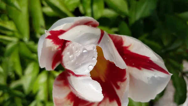 Des Gouttes Eau Transparentes Sur Les Pétales Fleurs Tulipes Avec — Photo