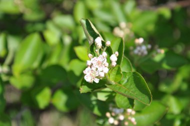 Narin taç yaprakları ve pembe erkeklik organları olan küçük beyaz çiçeklere odaklanın. Yeşil bulanık arkaplanda çiçek açan meyve ağacının bir dalı ve fotokopi alanı. Bahar bahçıvanı konsepti.