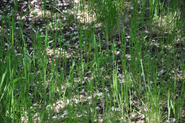 Białe Kwiaty Ogrodzie Świeże Zielone Tło Wiosennych Pędów Trawy Trawnika — Zdjęcie stockowe