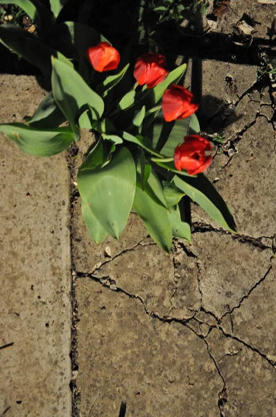 Vista Superior Ramo Borroso Flores Tulipán Fondo Grunge Superficie Agrietada — Foto de Stock