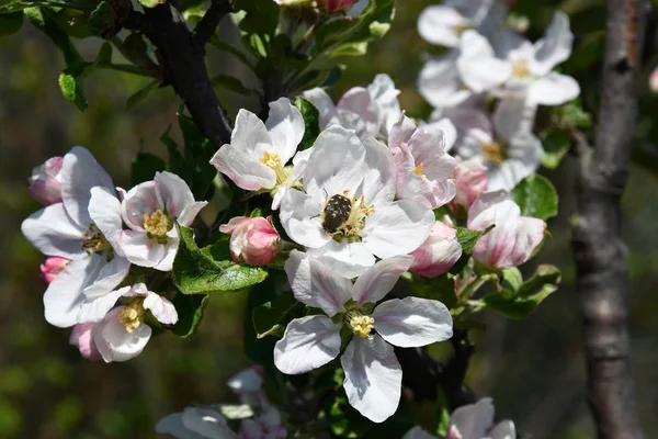 Closeup Cherry Blossoms Little Bug Yellow Stamens Flowers White Petals — Stock Photo, Image