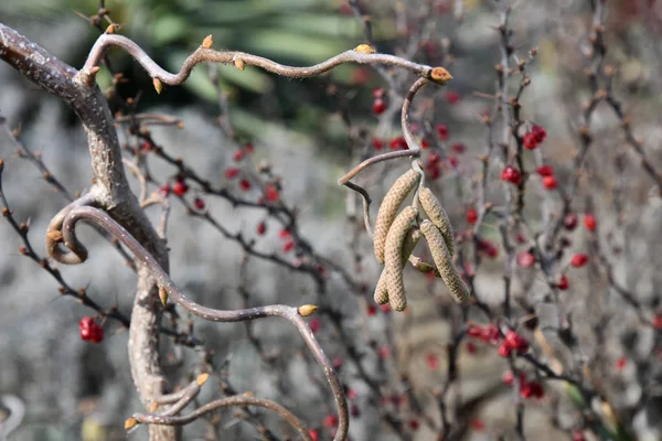 Ramos Nus Cacheados Desfocados Árvore Com Botões Inflorescências Longas Florescendo — Fotografia de Stock