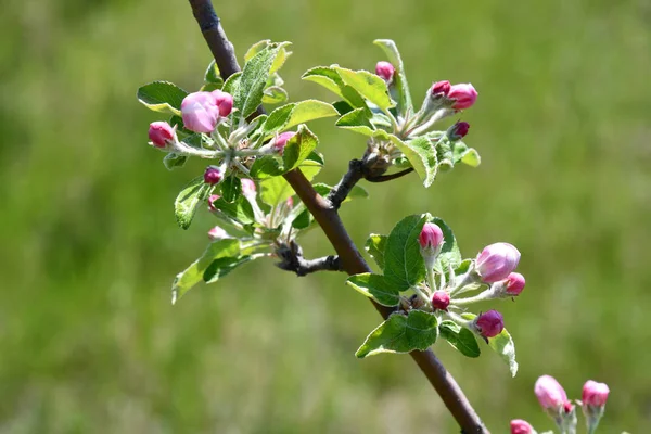 Äppelträd Grenar Med Rosa Blomknoppar Bland Färska Gröna Blad Grön — Stockfoto