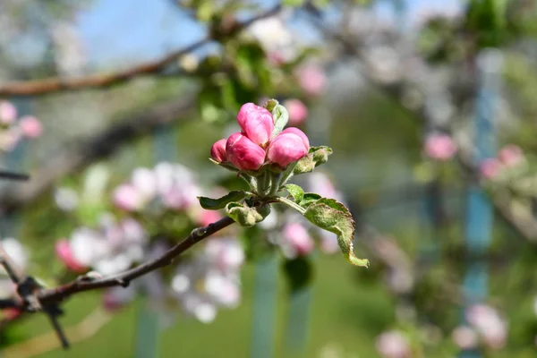 Äppelträd Blomma Delikata Rosa Blomknoppar Bland Färska Gröna Blad Och — Stockfoto