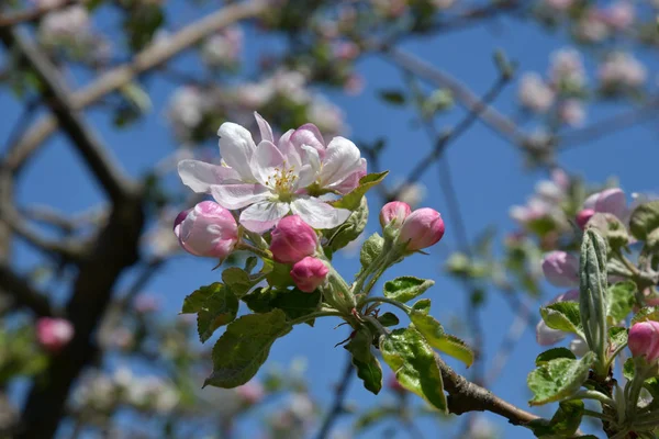 Körsbärsträdsblomma Delikata Vita Kronblad Äppelblommor Och Rosiga Blomknoppar Blå Himmel — Stockfoto