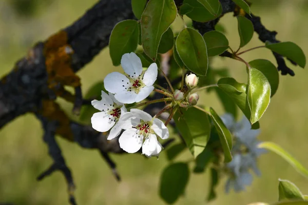 Träd Gren Med Vita Blommor Och Gröna Blad Närbild Vita — Stockfoto