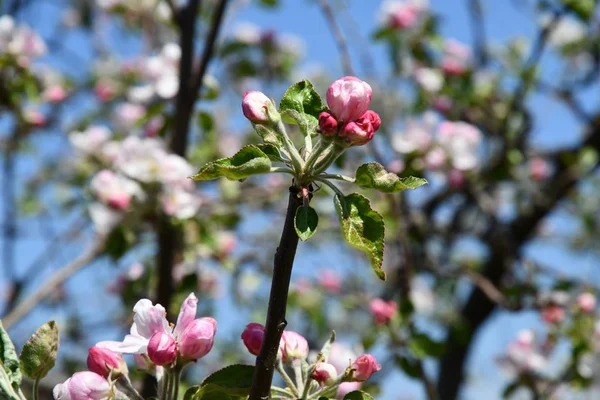 Äppelträd Gren Med Rosa Blomknoppar Bland Färska Gröna Blad Suddig — Stockfoto