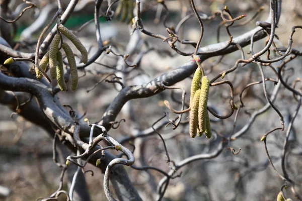 Tree Trunk Branches Closeup Defocused Curly Bare Branches Long Yellow — Stock Photo, Image