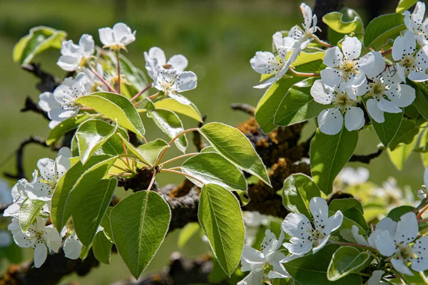 Färska Blad Och Frodiga Vita Kronblad Äpple Blommar Starkt Solljus — Stockfoto