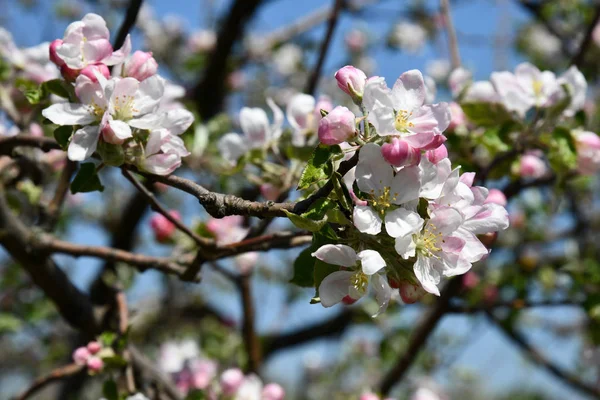 Blommande Körsbärsträd Våren Blommig Bakgrund Vackra Körsbär Blommor Suddig Bakgrund — Stockfoto