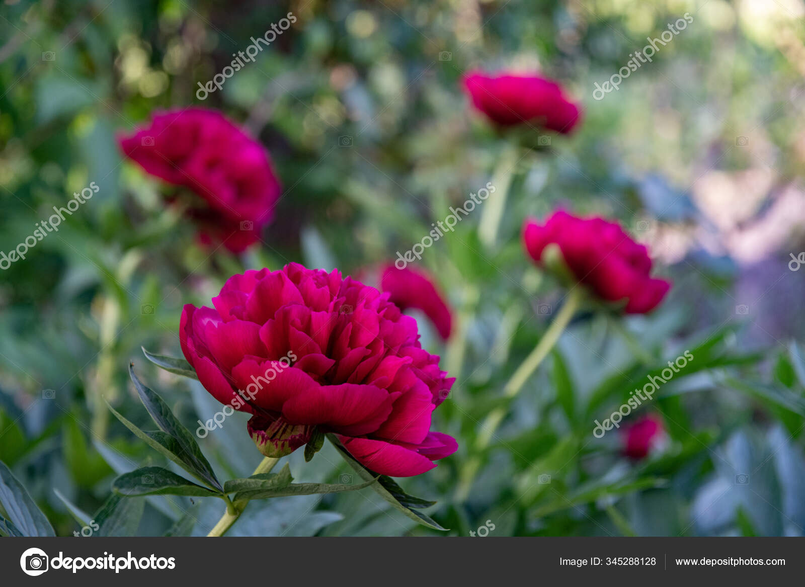 Botões de flor de peão rosa com folhas grandes em fundo branco