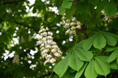 Kıvırcık beyaz çiçeklerin ve bulanık arkaplanda yeşil yaprakların yakın çekimi. Yeşilliklerin arasında beyaz çiçekler. Kestane ağacının enfeksiyonu. Bahar mevsimi çiçek açma mevsimi. Kopyalama alanı olan doğal arkaplan.