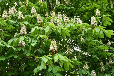 Kestane ağacının yemyeşil yaprakları arasında beyaz çiçeklerin doğal arkaplanı. Kestane ağacının piramit şeklindeki infloresansı. Bahar mevsimi çiçek açma mevsimi. Çiçek ve yaprak dokuları.
