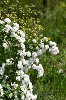 Spiraea Vanhouttei adında beyaz çiçekli kokulu çalı da gelin çelengi olarak bilinir. Şatafatlı beyaz çiçek yapraklarının çiçek arkaplanı düğündeki geline benziyor. Çiçek arkaplanı.