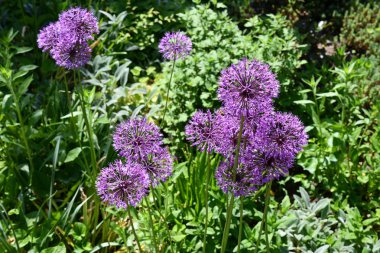 Tüylü toplar şeklinde mor alabalık çiçekleri. Bahçede yeşil yapraklar ve bitkilerin bulanık arka planında mor renkli, lüks soğan çiçekleri. Çiçeksel bitki arkaplanı.