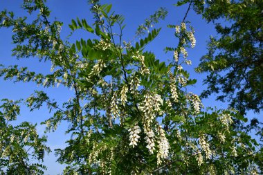 Ağacın dalı. Akasya ağacının üst dalları açık mavi arka planda beyaz çiçek demetleri ve taze yeşil yapraklarla. Çiçek açmış yüksek ağaç. Doğal yaprak ve çiçek arkaplanı.