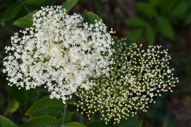 Mürver çiçekleri yakın plan. Küçük yıldız şeklindeki çiçeklerin beyaz tonlamaları ve bulanık arka planda yuvarlak tomurcuklar. Yeşil yaşlı çalı çiçek açmış. Çiçek arkaplanı.