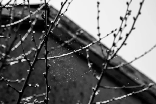 Abstrato Foto Preto Branco Galhos Desfocados Com Pequenos Botões Teia — Fotografia de Stock