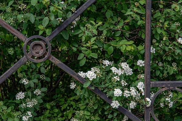 Cerca Metal Oxidado Viejo Cubierto Por Arbusto Floreciente Con Flores — Foto de Stock