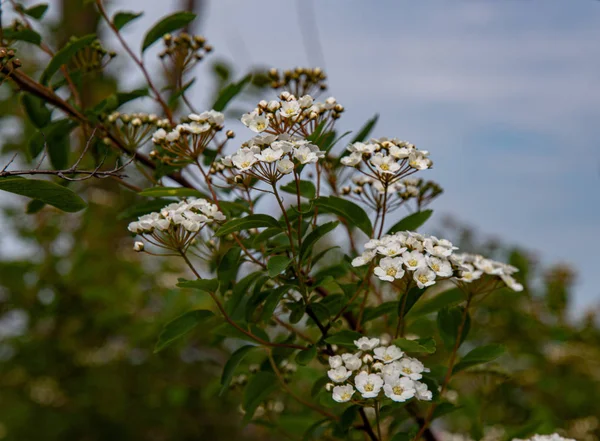 Struik Met Witte Bloemen Genaamd Spiraea Vanhouttei Ook Wel Bruids — Stockfoto