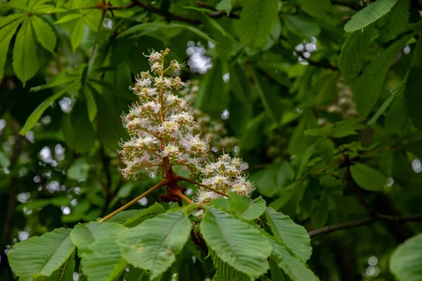 Forma Pirámide Flores Blancas Castaño Sobre Fondo Verde Borroso Flores —  Fotos de Stock