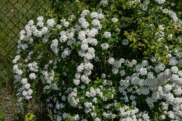 Zweige Blühender Büsche Auf Verschwommenem Drahtgeflecht Hintergrund Weißer Blütenstrauch Mit — Stockfoto