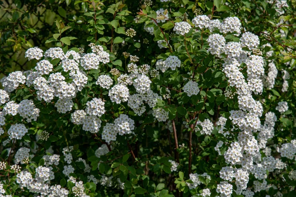 Blooming Shrub White Flowers Named Spiraea Vanhouttei Also Called Bridal — Stock Photo, Image