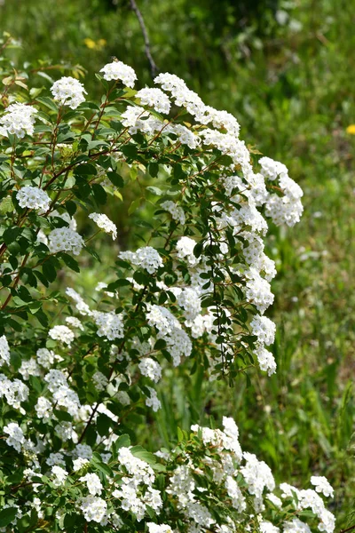 White flowers on green background. Lush foliage bush with white flowers named Spiraea Vanhouttei also called bridal wreath bush. Floral backdrop of luxuriant white blossoms on blurry green background.