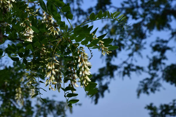 Acácia Ramos Árvores Com Cachos Pendurados Flores Brancas Fundo Céu — Fotografia de Stock