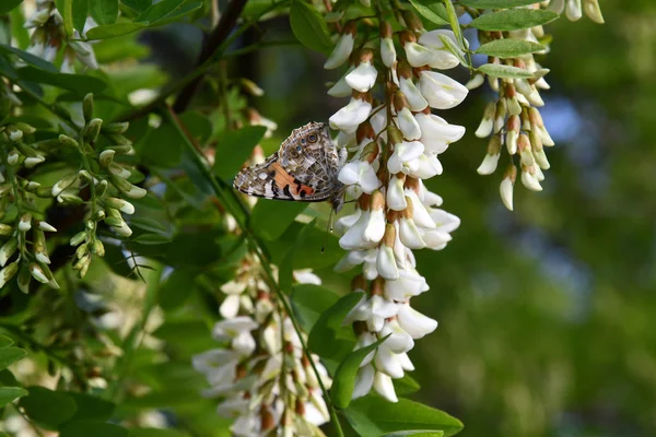 Pillangó Virágon Akác Ágak Lógó Csokor Fehér Virágok Disszidált Pillangó — Stock Fotó