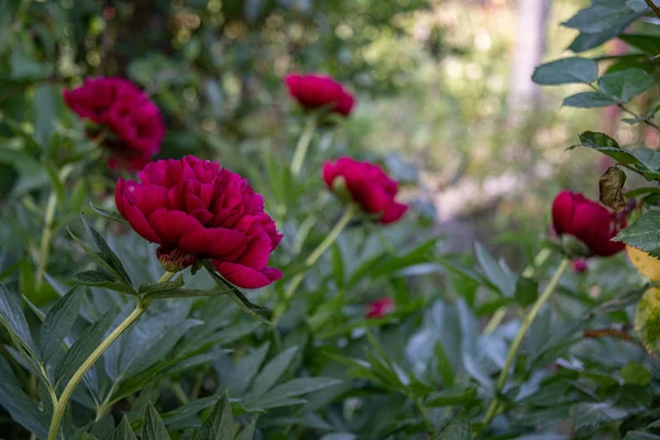 Picturesque floral backdrop of wine red color petals of luxuriant peony flowers on blurry background of green bushes in bright sunlight. Gorgeous dark red pion flowers growing in garden.