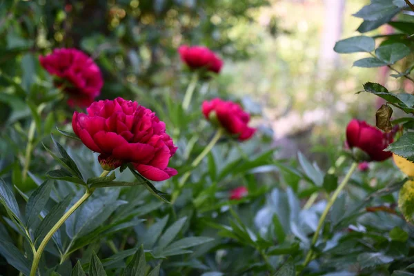 Beautiful floral backdrop with copy space. Purple red color petals of luxuriant peony flowers on blurry background of green bushes in bright sunlight. Dark red pion flowers growing in garden.